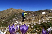 51 Crocus bianchi e violetti con vista in Timogno